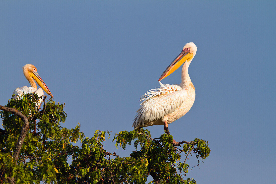 White Pelicans, Pelecanue onocrotalus, Ruaha National Park, Tanzania, East Africa, Africa