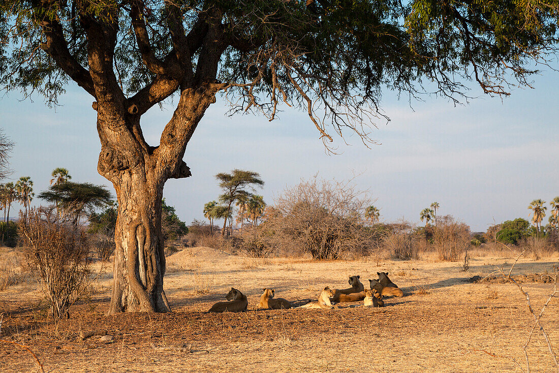 African Lions, females with cubs, resting under Acacia Tree, Panthera leo, Ruaha National Park, Tanzania, East Africa, Africa