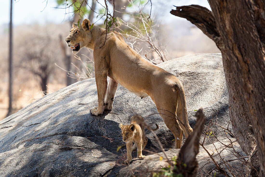 African Lion, female with cub, Panthera leo, Ruaha National Park, Tanzania, East Africa, Africa