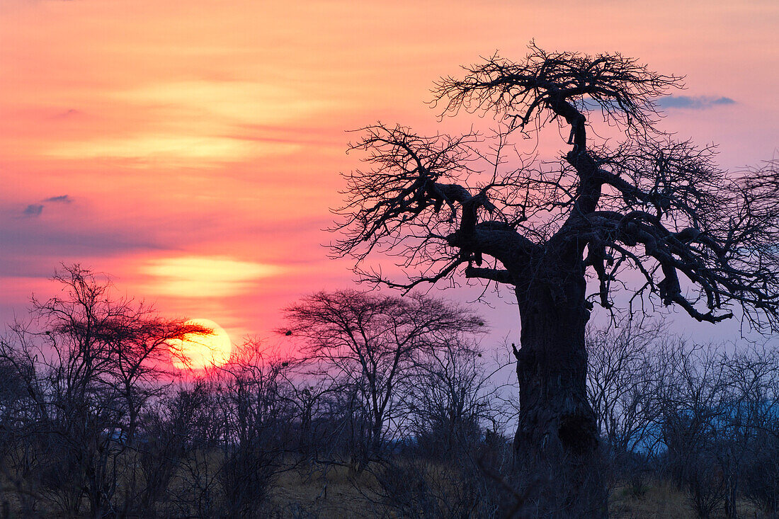 Afrikanischer Affenbrotbaum bei Sonnenaufgang, Baobab, Adansonia digitata, Ruaha Nationalpark, Tansania, Afrika