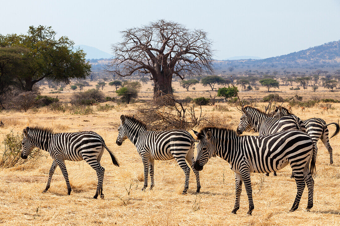 Zebras, Equus quagga, vor Affenbrotbaum, Baobab, Adansonia digitata, Ruaha Nationalpark, Tansania, Afrika