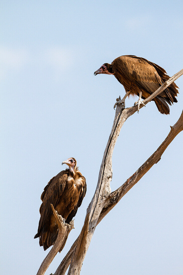 Hooded Vultures, Necrosyrtes monachus, Ruaha National Park, Tanzania, East Africa, Africa