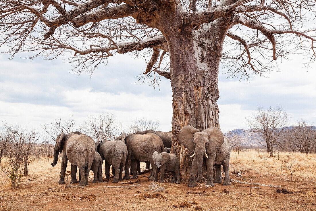 African Elephants under a baobab tree, Loxodonta africana, Ruaha National Park, Tanzania, East Africa, Africa