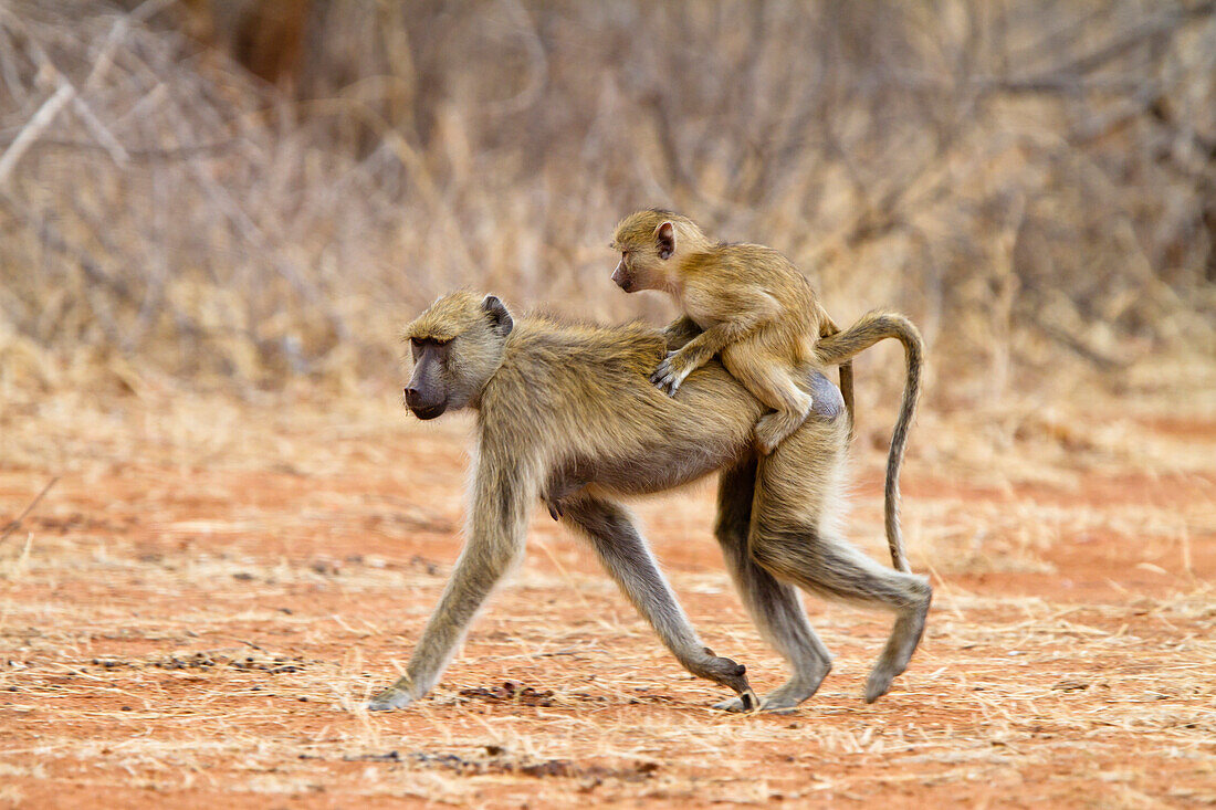 Gelbe Paviane, Mutter mit Baby, Papio cynocephalus, Tanganjika See, Ruaha Nationalpark, Tansania, Ostafrika, Afrika