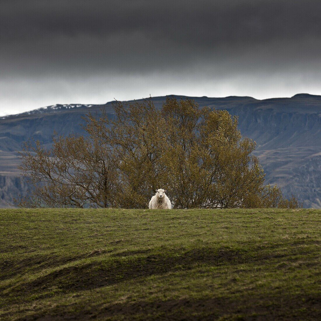 Lone sheep under tree  Some ash on the grass and hills from Grimsvotn volcanic eruption