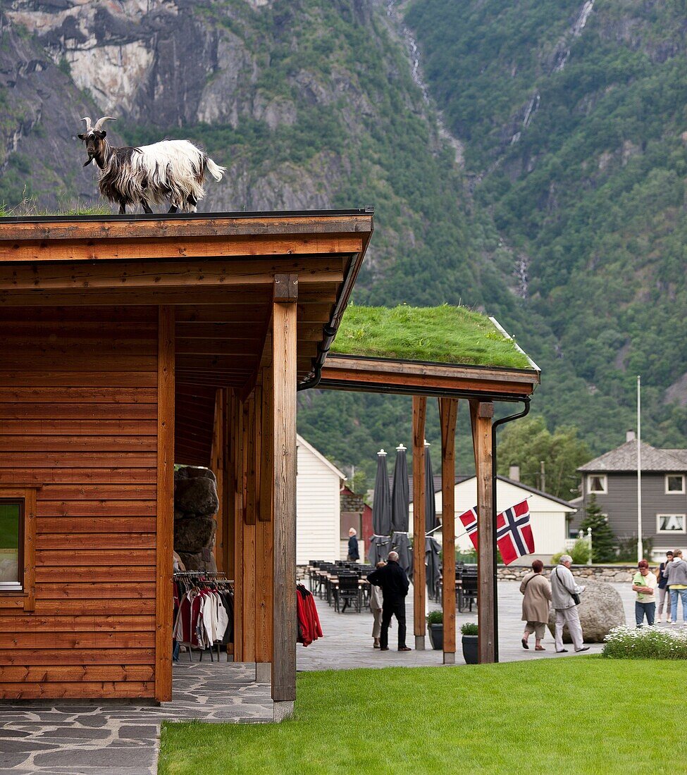 Sheep grazing on the roof, Hardangervidda, Hotel, Norway