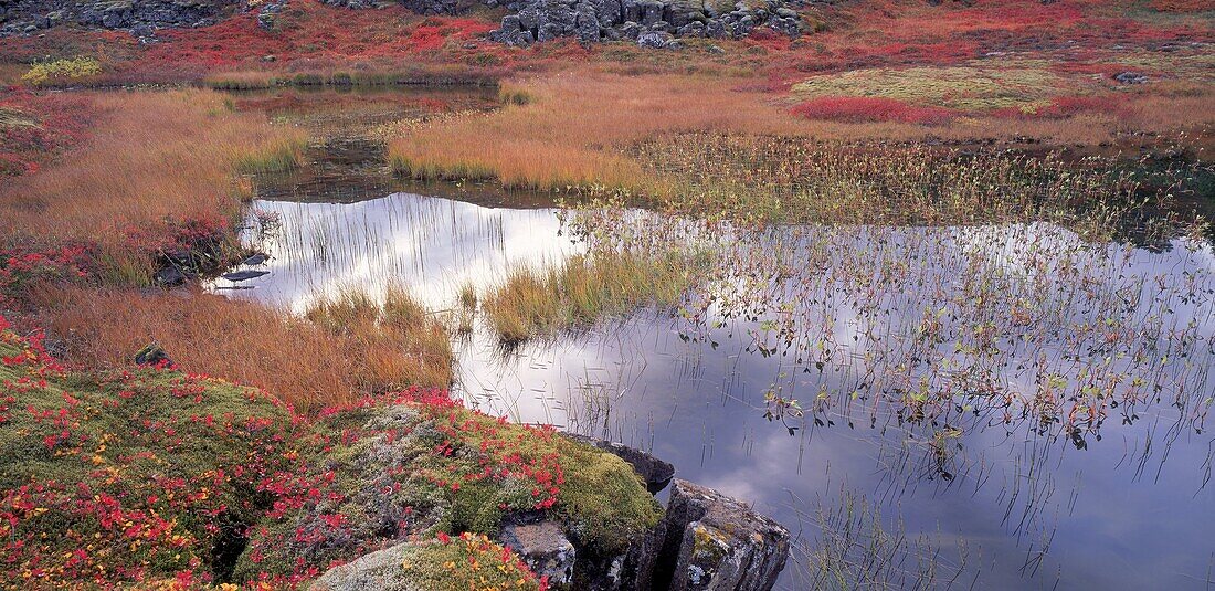 Autumn color, Thingvellir National Park, Iceland