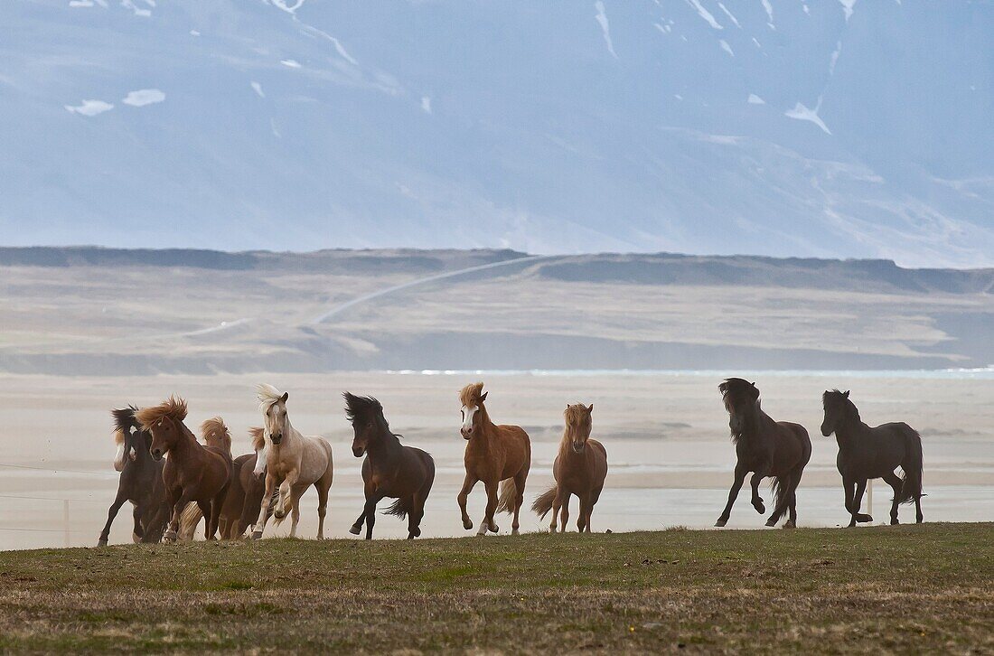 Herd of Icelandic Horses running free, Skagafjordur, Iceland