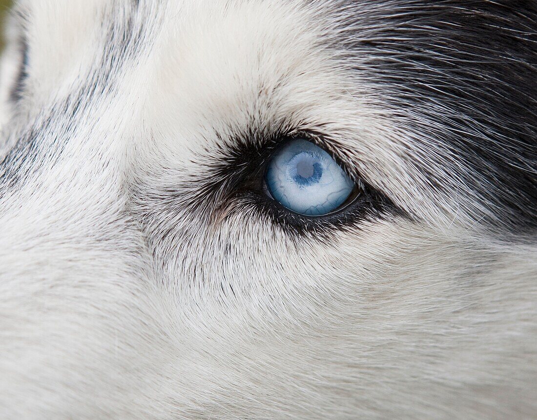 Siberian Husky with one blue eye, one brown eye