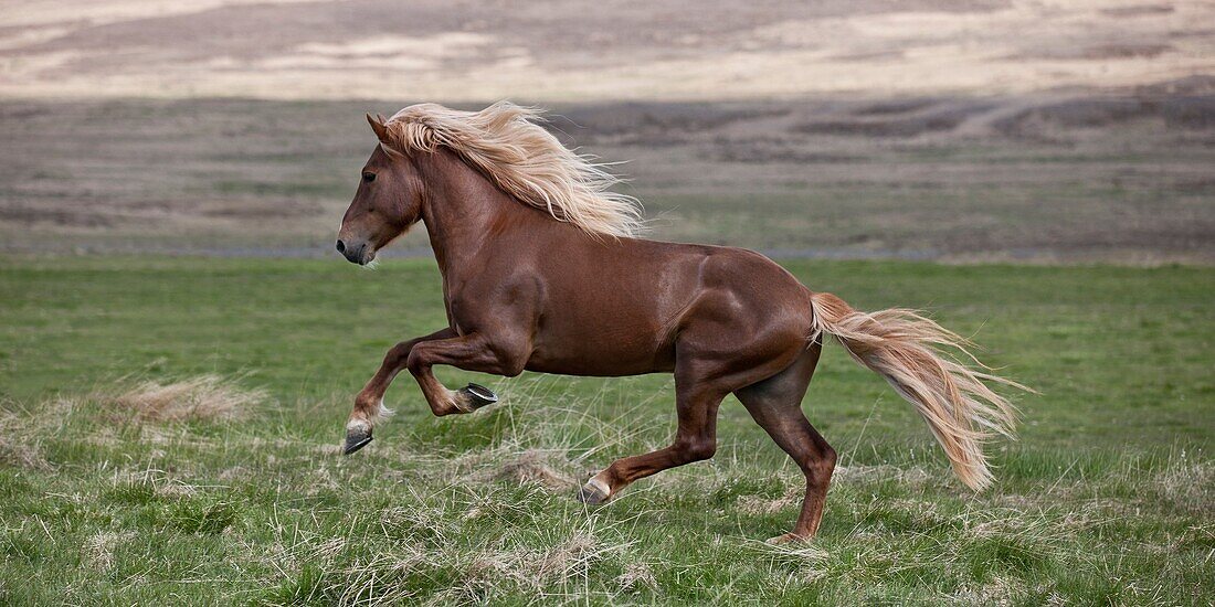 Icelandic Stallion running, Iceland