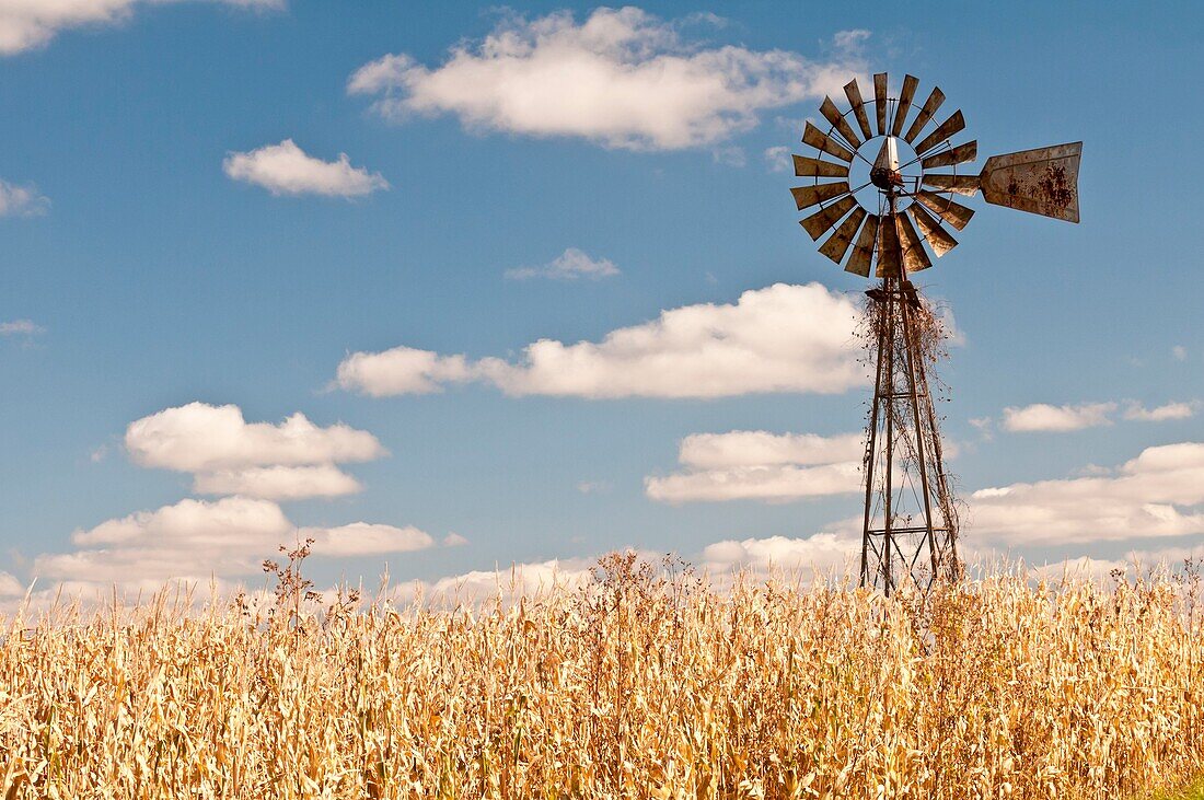Windmill and corn/maize field, near Viroqua, Wisconsin, USA