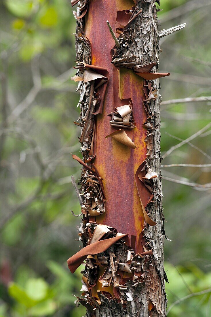 Peeling Tree Bark, Smuggler´s Cove Provincial Park, Halfmoon Bay, Sunshine Coast, British Columbia, Canada