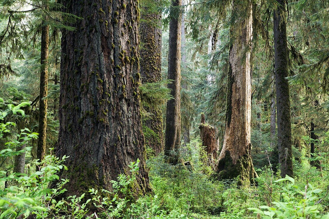Hoh Rainforest, Olympic National Park, near Forks, Washington, USA