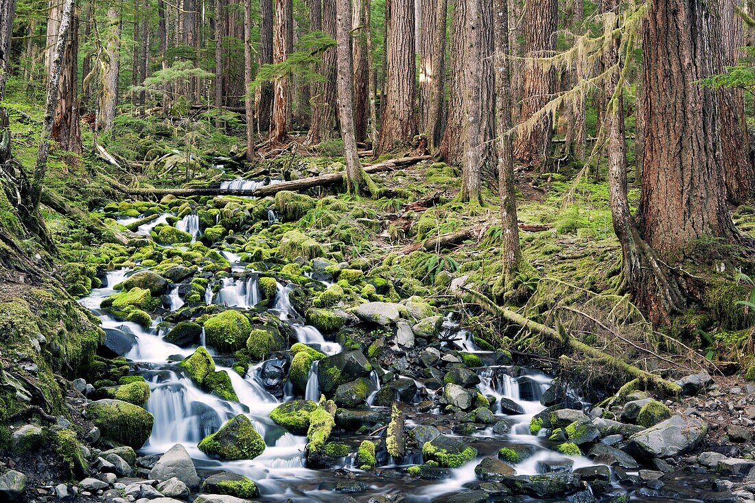 Creek near Sol Duc Falls, Olympic National Park, near Port Angeles, Washington, USA