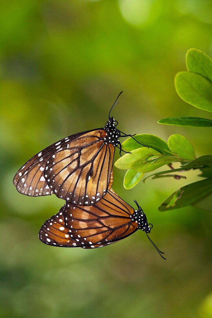 Soldier Butterflies Mating, Green Cay Wetlands, Boynton Beach, Florida USA
