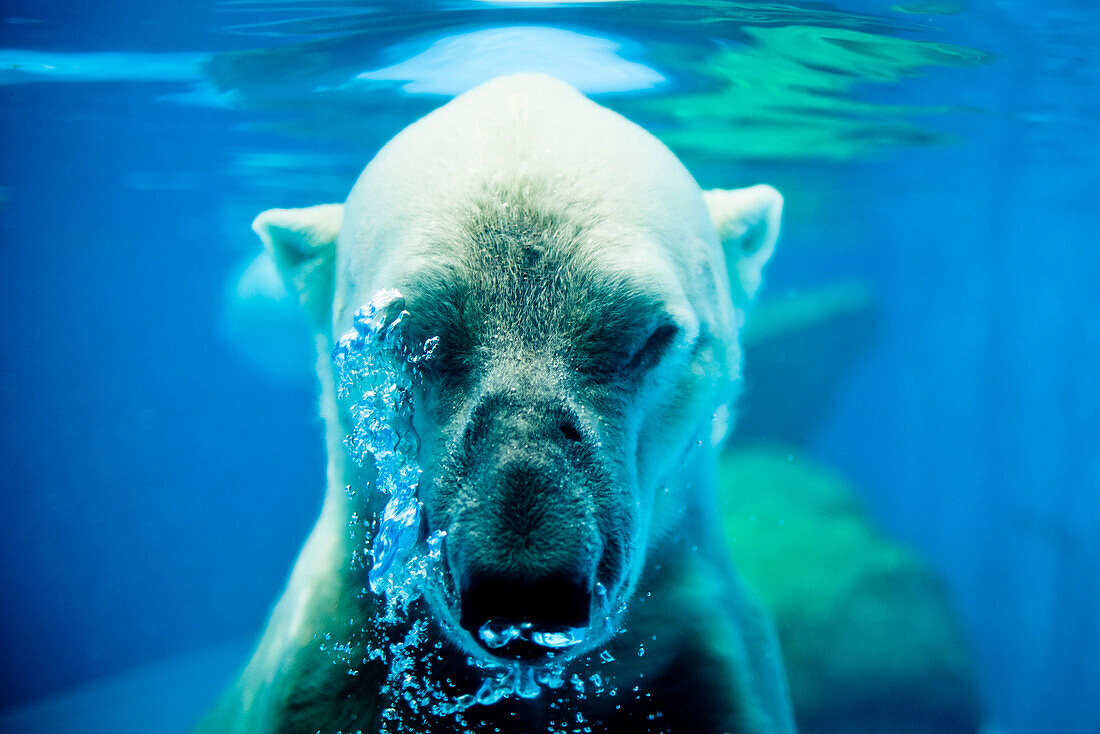 Polar Bear Exhaling Underwater