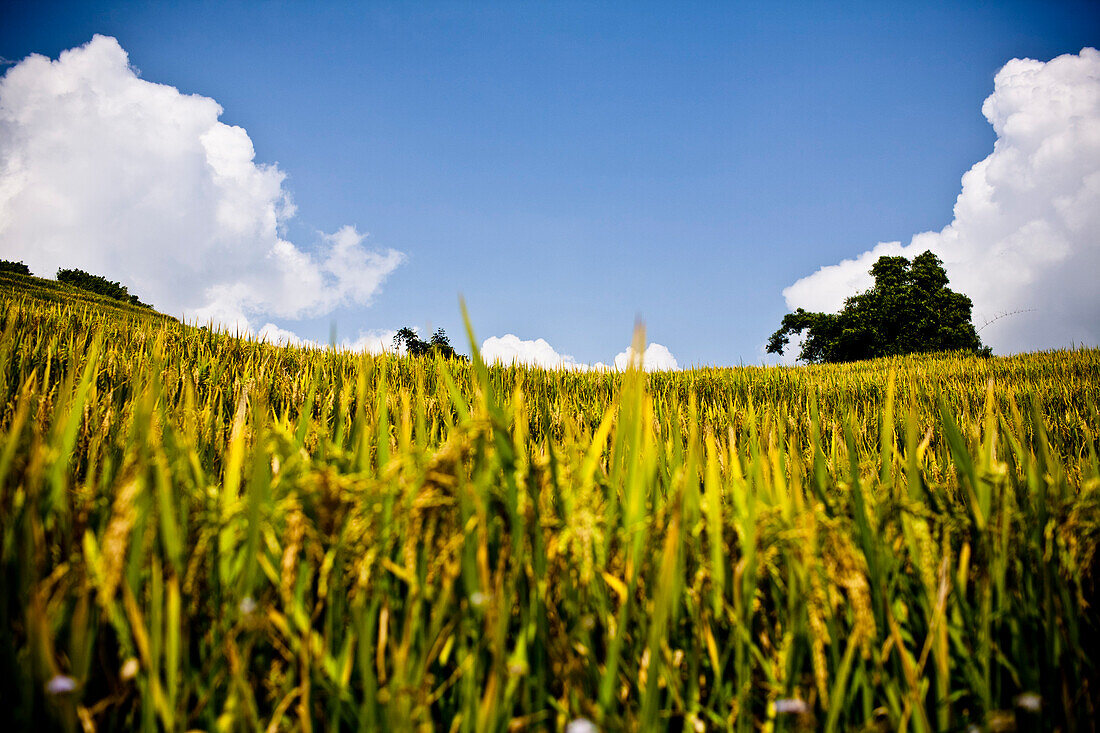 Rice Field and Blue Sky, Sapa, Vietnam, Asia