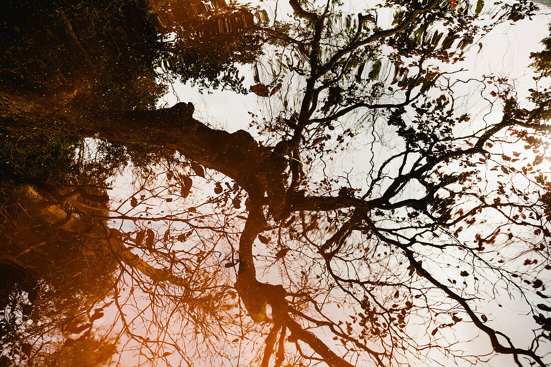 Large Tree and Twisted Branches Reflected in Shallow Water