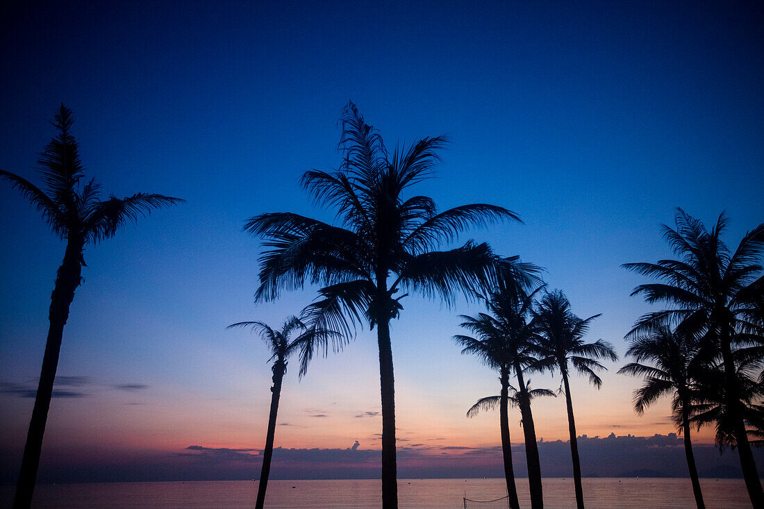 Palm Trees and Sea at Dawn, Hoi An, Vietnam