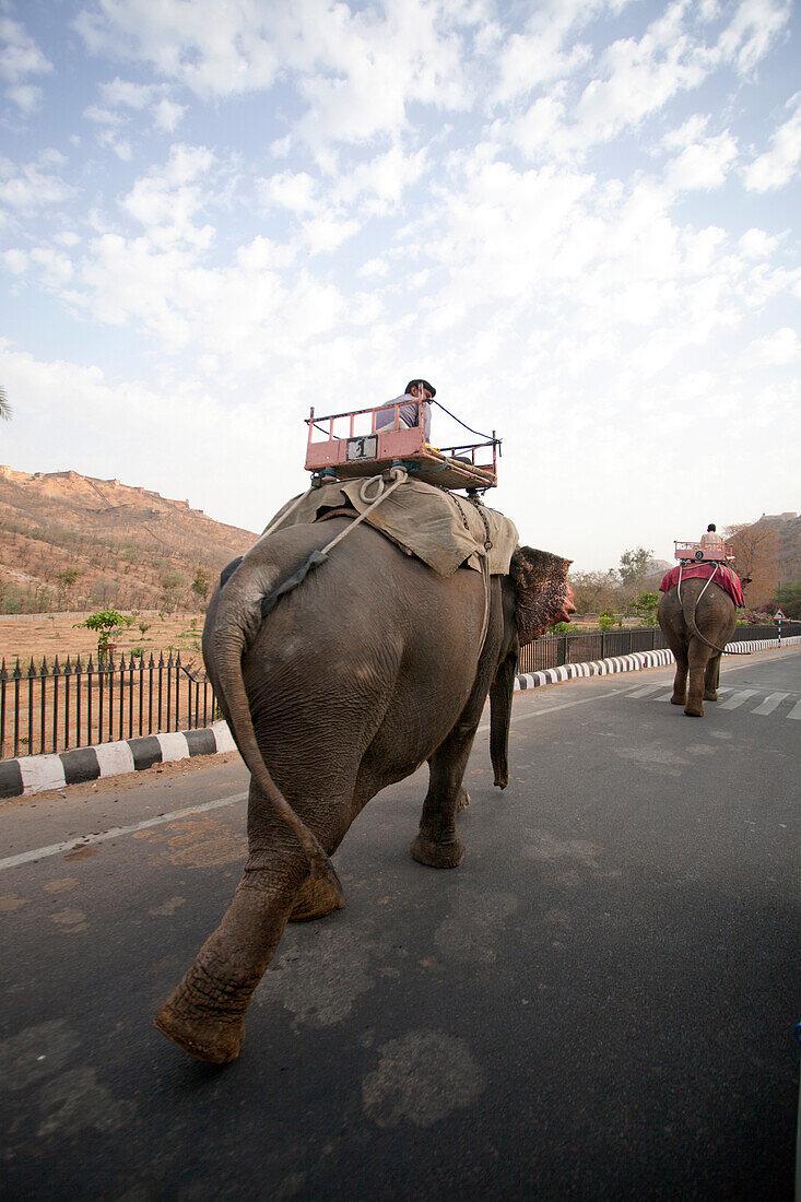 Two Elephants With Passengers Walking on Street, Jaipur, India