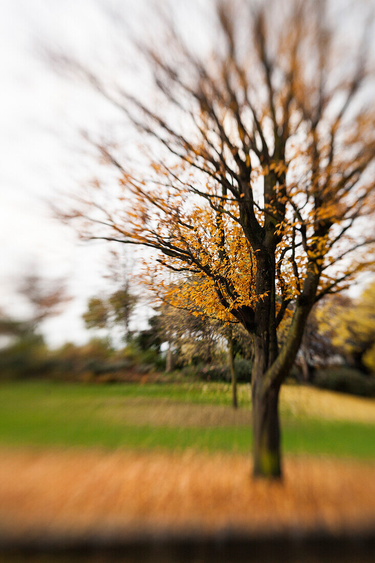 Autumn Tree