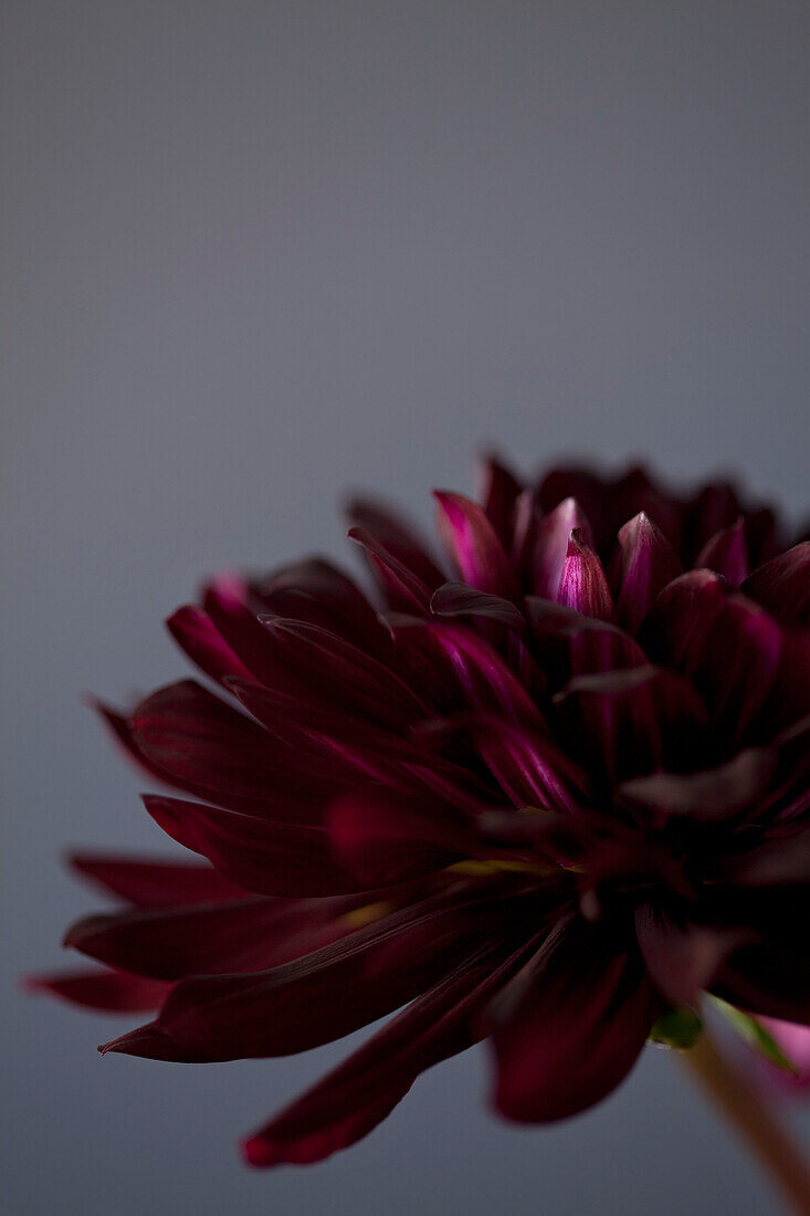 Purple Dahlia Flower