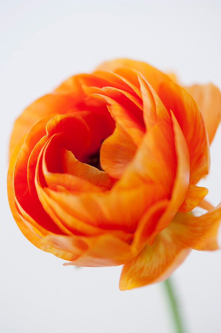 Orange Ranunculus Flower, Close Up