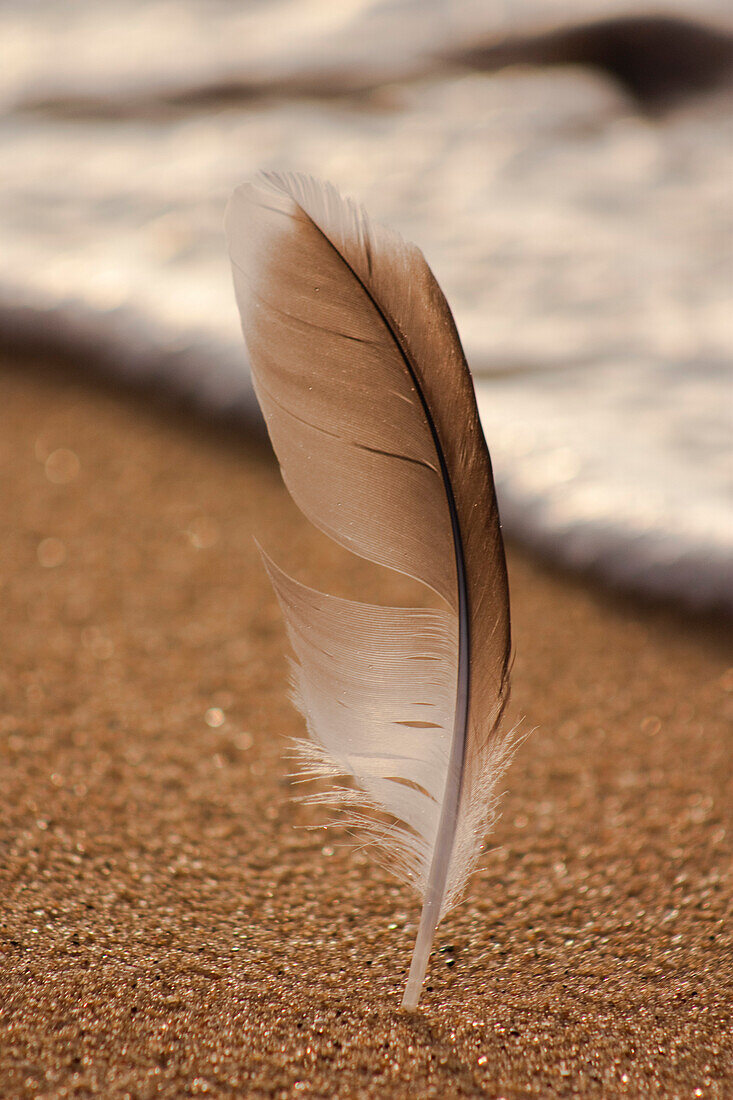 Feather Sticking Upright in Sand
