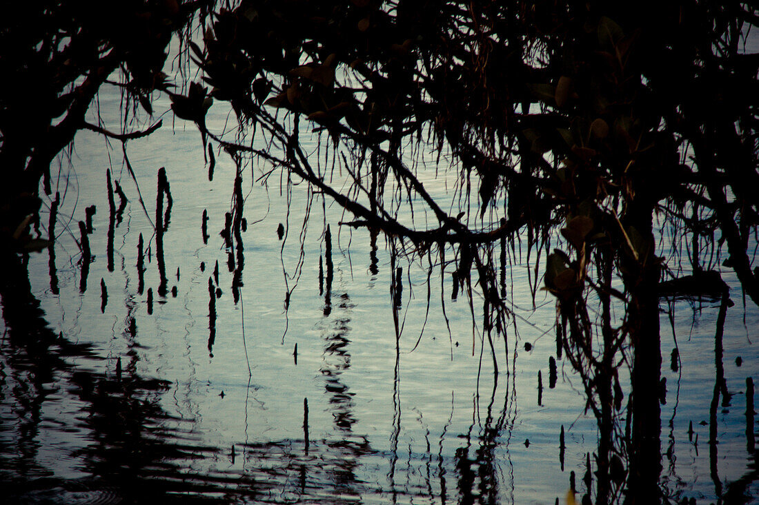 Tree Branches Over Water, Silhouette