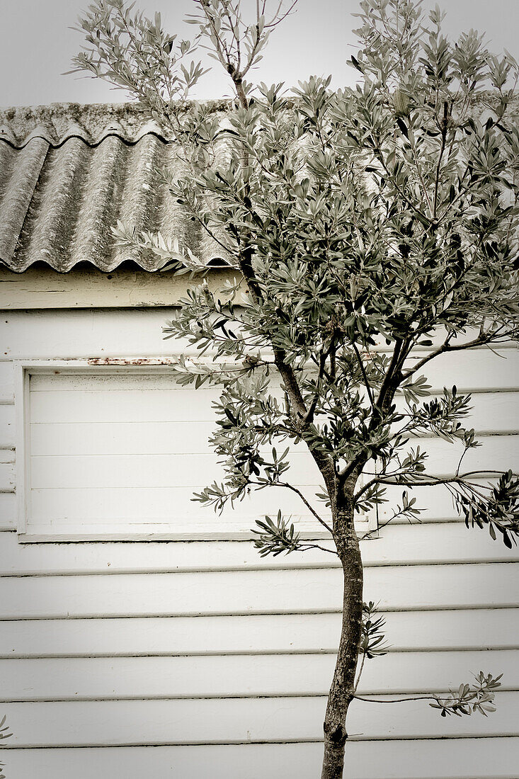 Tree and Beach Hut, Melbourne, Australia