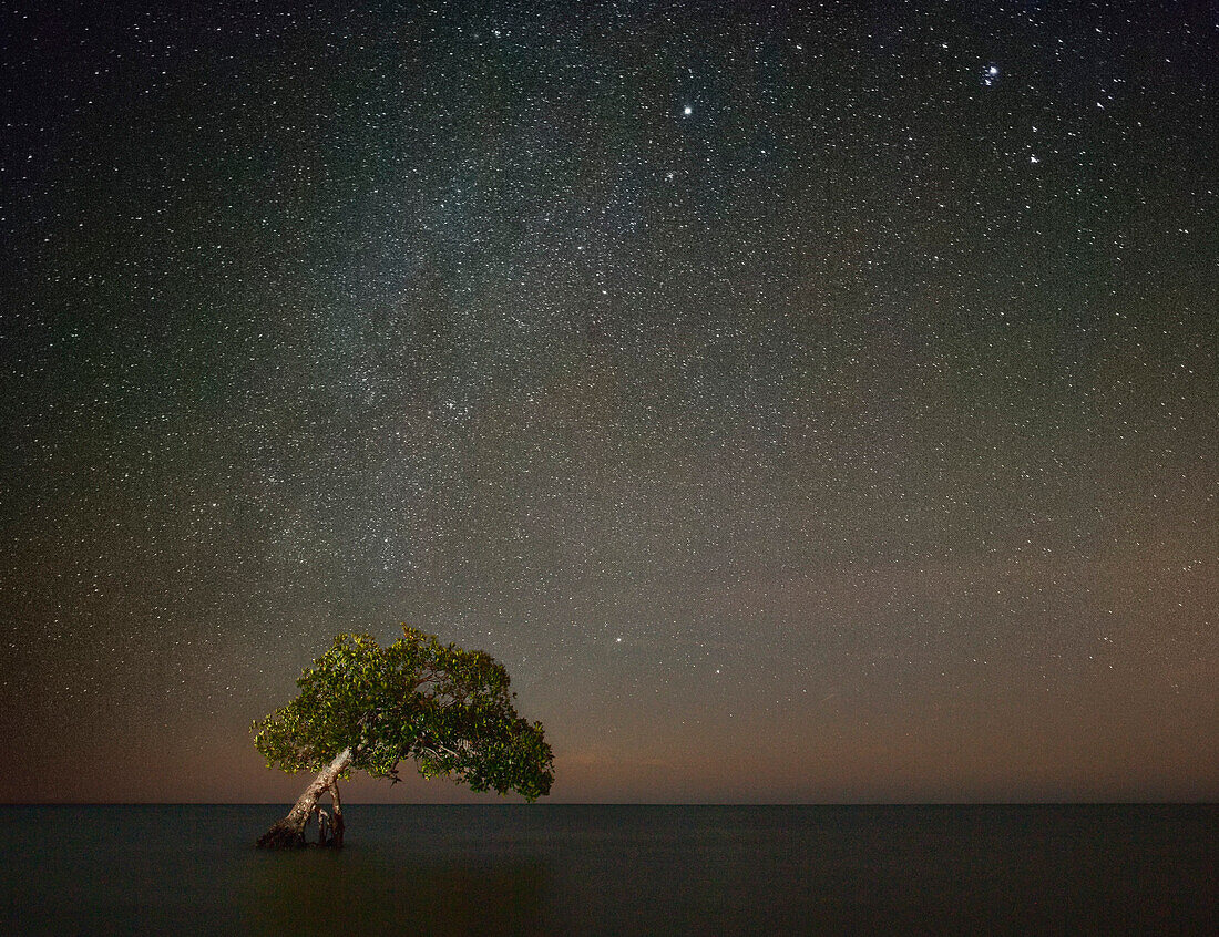 Tree in Shallow Water With Starry Sky at Night