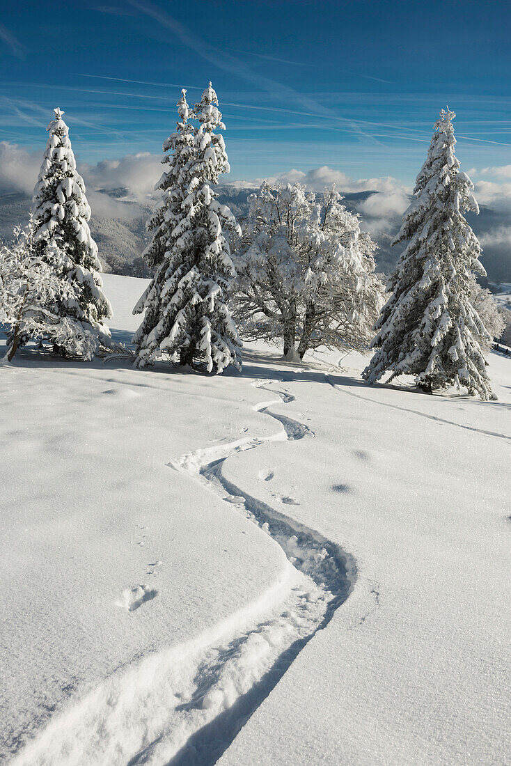 Snow covered trees, Schauinsland, near Freiburg im Breisgau, Black Forest, Baden-Wuerttemberg, Germany