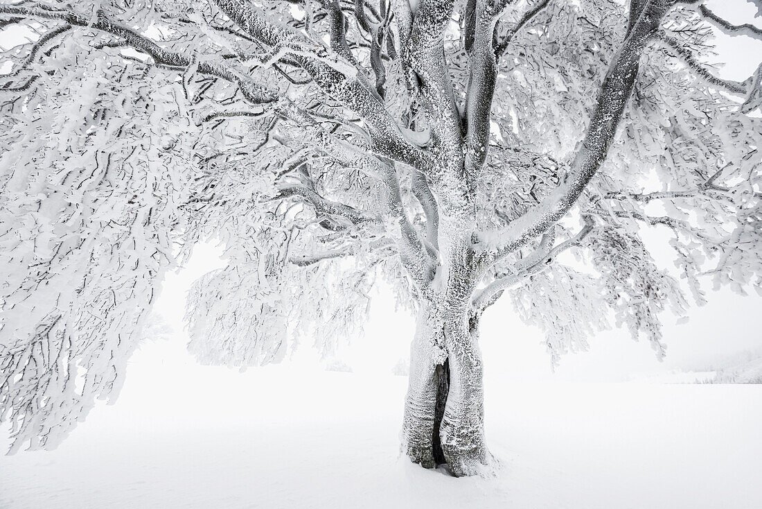 Snow covered trees, Schauinsland, near Freiburg im Breisgau, Black Forest, Baden-Wuerttemberg, Germany