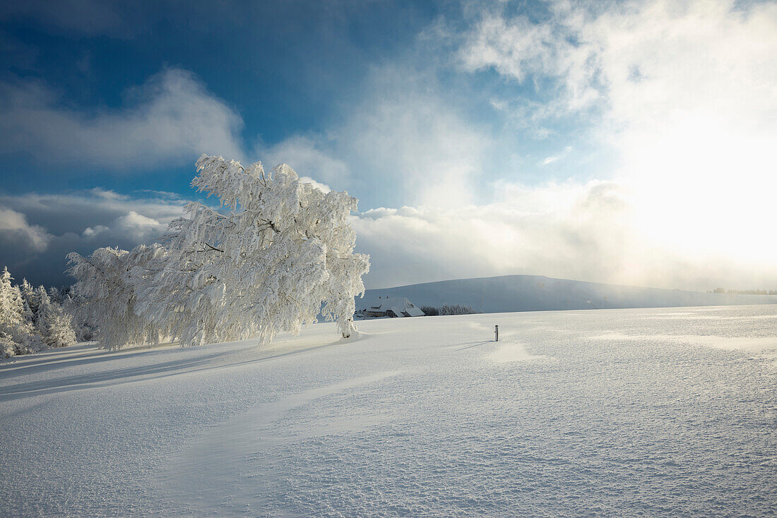 Schneebedeckte Buchen und Bauernhof, Schauinsland, nahe Freiburg im Breisgau, Schwarzwald, Baden-Württemberg, Deutschland