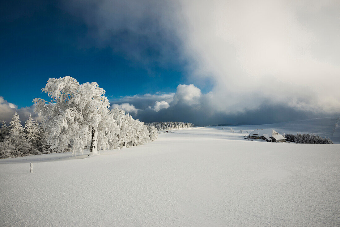 Schneebedeckte Buchen und Bauernhof, Schauinsland, nahe Freiburg im Breisgau, Schwarzwald, Baden-Württemberg, Deutschland