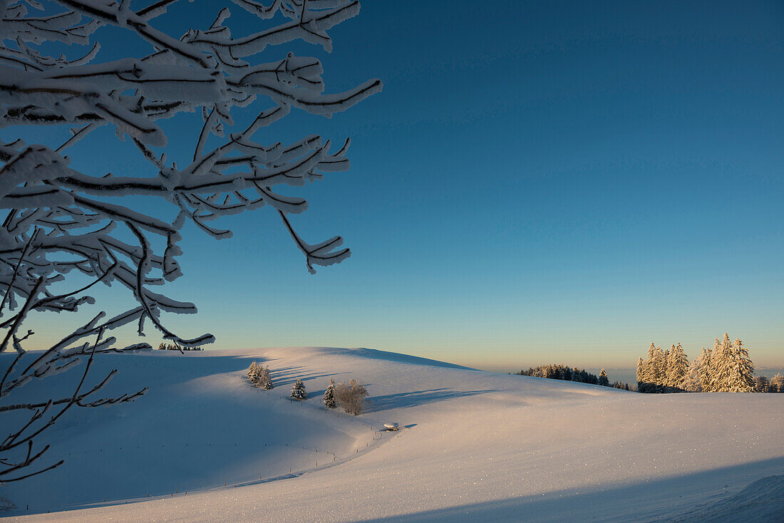Schneebedeckte Buchen, Sonnenaufgang, Schauinsland, nahe Freiburg im Breisgau, Schwarzwald, Baden-Württemberg, Deutschland