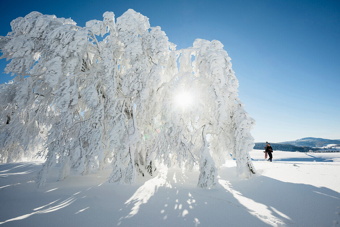 Snow covered trees and hiker with snowboard and snowshoes , Schauinsland, near Freiburg im Breisgau, Black Forest, Baden-Württemberg, Germany