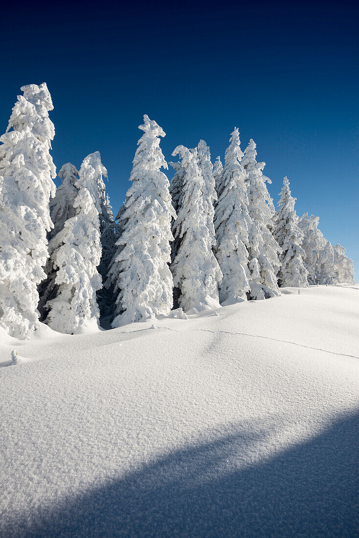 Schneebedeckte Tannen, Schauinsland, nahe Freiburg im Breisgau, Schwarzwald, Baden-Württemberg, Deutschland