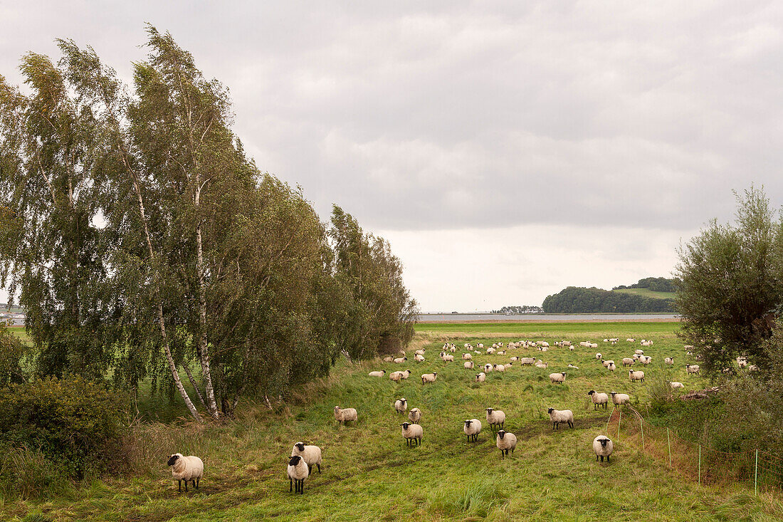 Landscape near Gross Zicker, Moenchgut, Isle of Ruegen Mecklenburg-Western Pomerania, Germany Europe