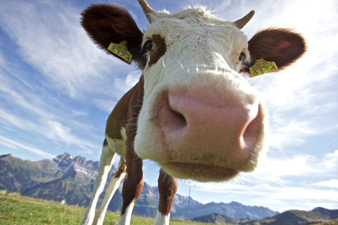 Cow in the mountains, Morzine, Wallis, France