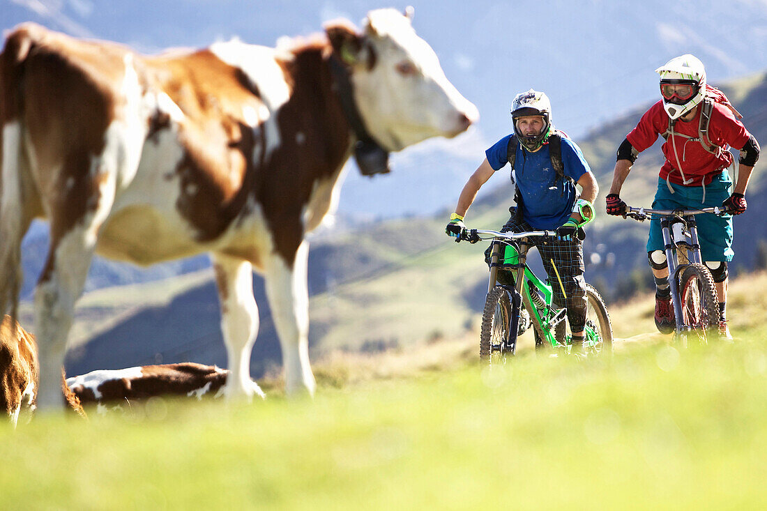 Two downhill mountain bikers passing cow pasture, Morzine, Haute-Savoie, France