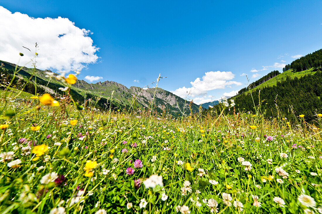 Alpine meadow and mountains near Gstaad, bernese Oberland, Swiss, Europe