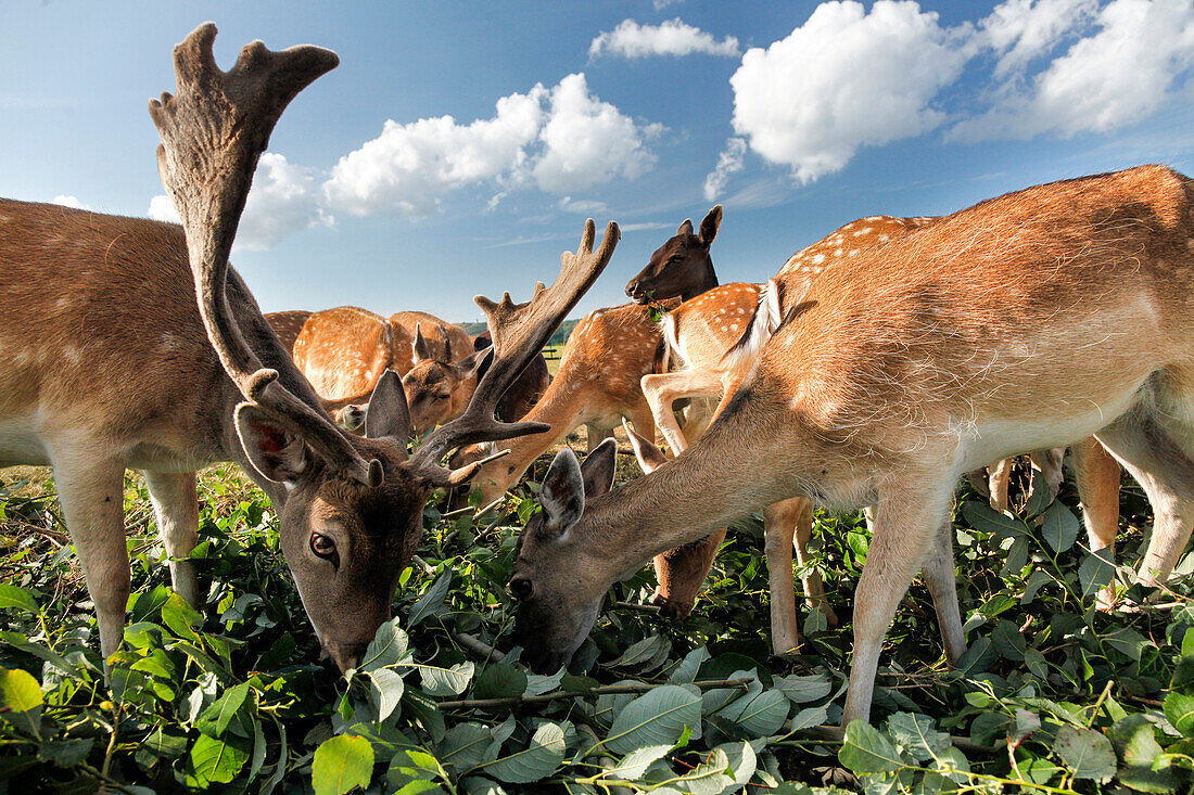 Grazing deers and elks, Baltic Sea, near Preetz, Island of Ruegen, Mecklenburg West-Pomerania, Germany