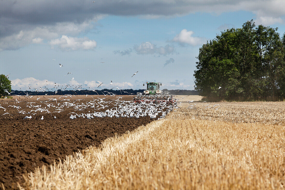 Möwen Mähdrescher, abgmähtes Feld mit Weizen, Ostsee, Haide, Halbinsel Ummanz, Insel Rügen, Mecklenburg-Vorpommern, Deutschland