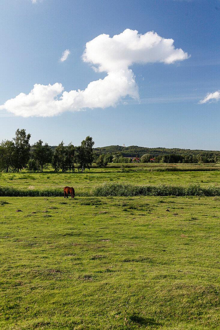 Grazing horse, Baltic Sea, near Preetz, Island of Ruegen, Mecklenburg West-Pomerania, Germany