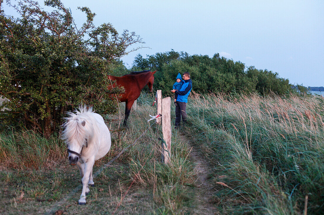 Father and so (2 years) near paddock, Neu Reddevitz, Island of Ruegen, Mecklenburg-Western Pomerania, Germany