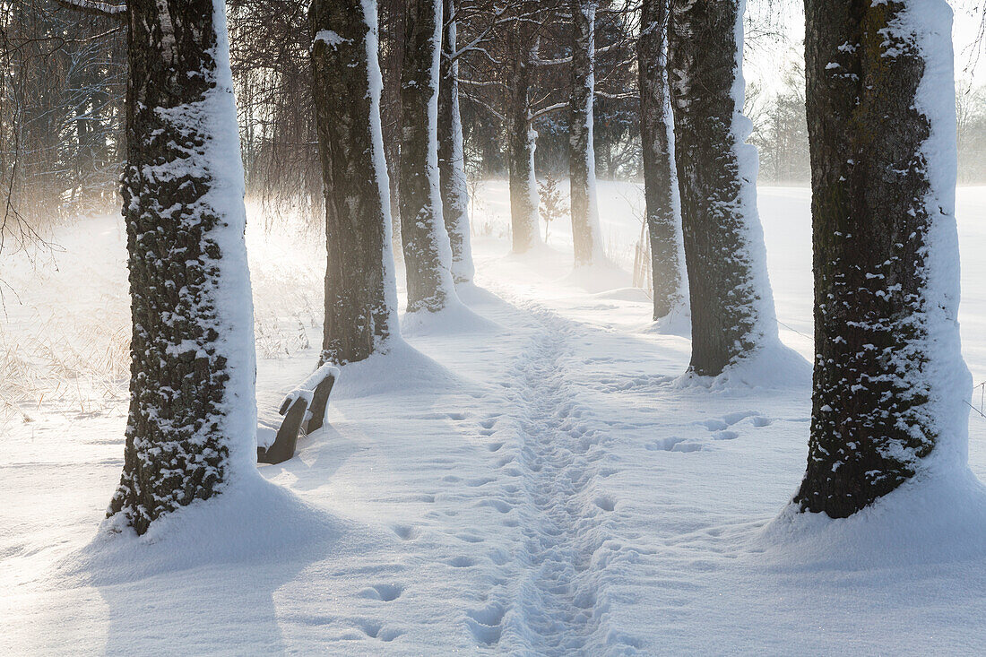 Birch-alley in snow, winterscenery near Uffing at lake Staffelsee, Upper Bavaria, Bavaria, Germany