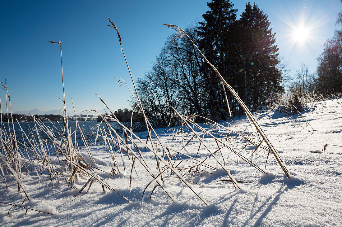 Winterscenery near Uffing at lake Staffelsee, Lake Staffelsee, Upper Bavaria, Bavaria, Germany, Europe