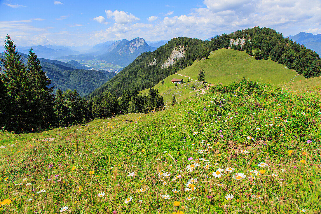 Blick von der Vorderkaiserfeldenhütte ins Inntal, Bergblumen im Sommer, Kaiserschützensteig, Kaisertal, Kufstein, Tirol, Österreich