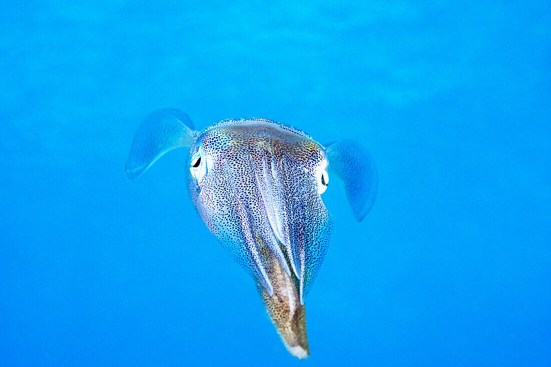 Caribbean, Bonaire, Reef squid (sepioteuthis sepioidea).